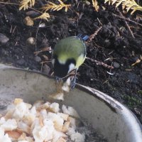 Уже просят поесть :: Людмила Смородинская