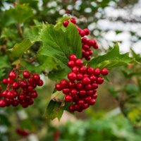 Лето :: Петр 