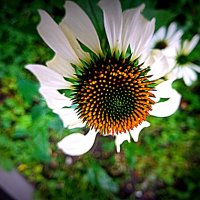 Цветы. :: Владимир Драгунский