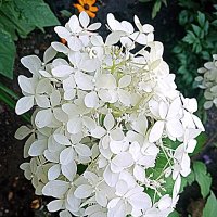 Цветы. :: Владимир Драгунский Цветы. :: Владимир Драгунский