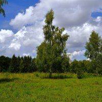 Чебоксары. Одинокая берёза на поляне Ботанического сада. :: Пётр Чернега