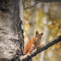 * :: Svetlana Galvez