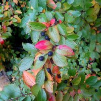 Осеннее :: Елена Семигина