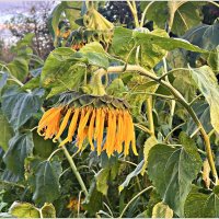 Подсолнух. :: Валерия Комова Подсолнух. :: Валерия Комова