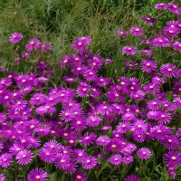 *** :: Игорь Сикорский *** :: Игорь Сикорский