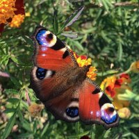 Сентябрьский сюрприз :: Александр Ковальчук