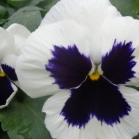 анютины глазки - виола :: СЕРГЕЙ ФИЛОЧКИН