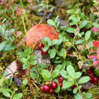 Таёжные дары осени :: Галина Ильясова Таёжные дары осени :: Галина Ильясова