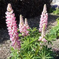 Осень в городе :: Галина Минчук