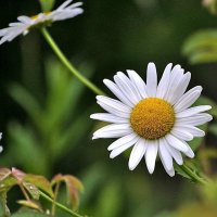 Просто, уходило лето... :: Алексей Бубнов