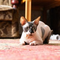 Инопланетянин :: Владимир Иванович