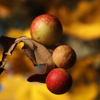 галлы :: Зоя Мишина галлы :: Зоя Мишина