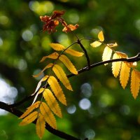 Осенние зарисовки :: Наталья Лакомова