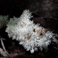 Ежовик коралловидный :: Александр Синдерёв