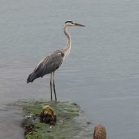 Цапля :: Ирэн 