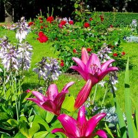 Лилии и другие. :: VasiLina *