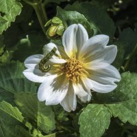 Георгина  белая :: Валентин Семчишин