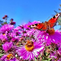 Улетело лето... :: Елена 