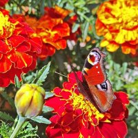 * * * :: Елена * * * :: Елена