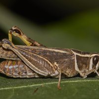 Итальянский прус :: Александр Посошенко Итальянский прус :: Александр Посошенко