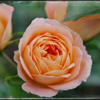 Роза. :: Руслан 