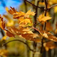 Клён :: краснов юрий 