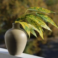 Осенняя пора. :: Нина Сироткина 