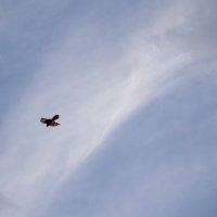 ... следя за полетом птиц 2 :: Павленко Михаил 