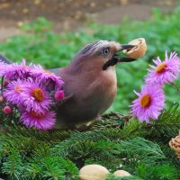 Завтрак :: Ольга Митрофанова Завтрак :: Ольга Митрофанова