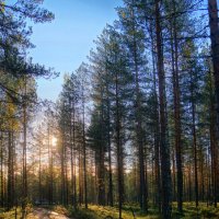 в лесу... :: Ольга Cоломатина в лесу... :: Ольга Cоломатина