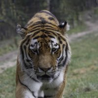 Amur tiger :: Al Pashang 