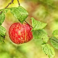 ... :: Вячеслав Минаев ... :: Вячеслав Минаев