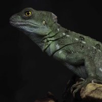 Green crested basilisk :: Al Pashang 