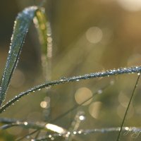 *** :: Елена Kазак (selena1965)