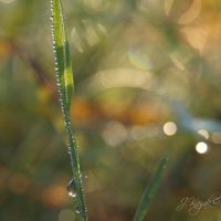 *** :: Елена Kазак (selena1965) *** :: Елена Kазак (selena1965)