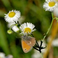 Из вчерашней съёмки :: Александр Прокудин Из вчерашней съёмки :: Александр Прокудин