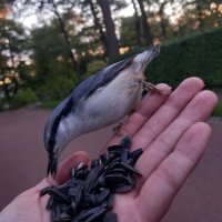 Поползень :: Сапсан 