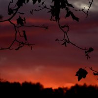 Розовое небо :: Мария Яковлева Розовое небо :: Мария Яковлева