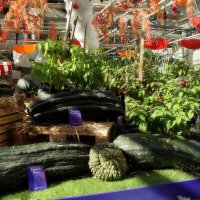 Самый тяжёлый кабачок 56 кг. :: Татьяна Помогалова Самый тяжёлый кабачок 56 кг. :: Татьяна Помогалова