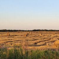 Поле у д.Выскодь :: Артем 