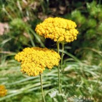 Желтый тысячелистник :: Veera V Желтый тысячелистник :: Veera V