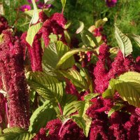 Амарант- цветок осени :: Aida10 