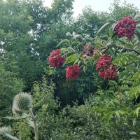 Бузина :: Андрей Хлопонин Бузина :: Андрей Хлопонин