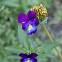 Подружились. :: сергей ермошкин Подружились. :: сергей ермошкин