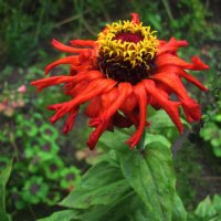 Растрёпка :: Людмила Смородинская