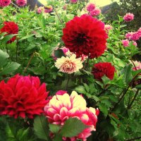 Красота в саду :: Людмила Смородинская Красота в саду :: Людмила Смородинская