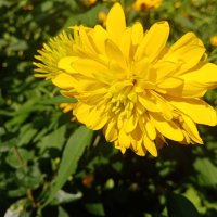 Цветы. :: Владимир Драгунский Цветы. :: Владимир Драгунский