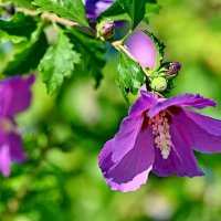 Про разный Гибискус... :: Николай Саржанов