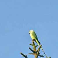 Попугай сидящие нал вершиной ели :: Аркадий Басович