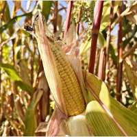 В кукурузном поле. :: Валерия Комова